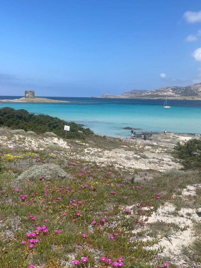 ViddalbaCarrabean Sea In The North Of Sardegna, With Swimming Pool别墅 外观 照片